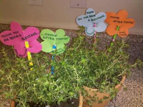gift plant thyme