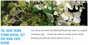 LINK The {bent down, storm beaten, left for dead} First Bloom