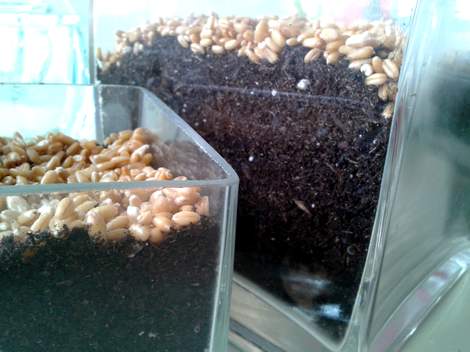 02 wheat grass glass vases