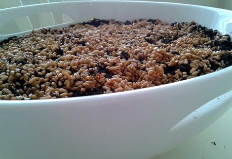 03 wheat grass ceramic bowl