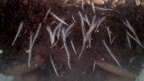 06 wheat grass roots detail