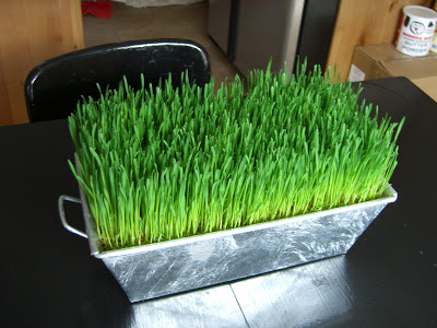wheat grass decor 07