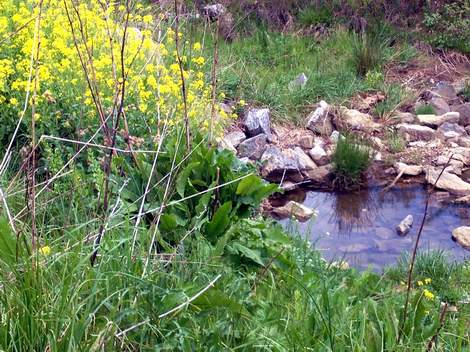 use what you've got tablescape--burlap, weeds, and lemons 01