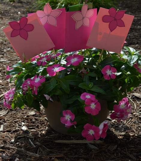 flowering gift extra blooms 01