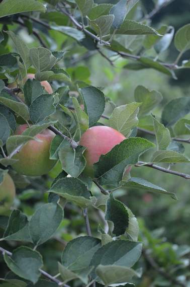 apple orchard 22