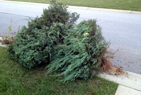 ripping out the garden evergreens